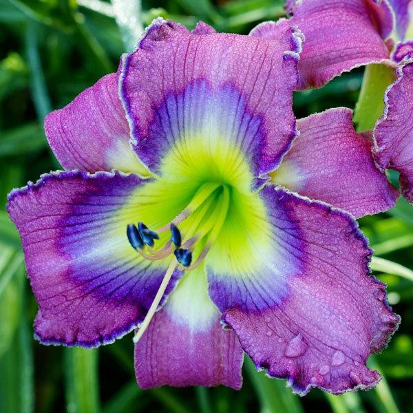 spacecoast-blue-eyed-majesty